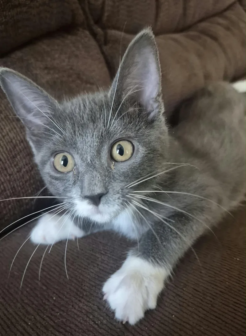 A baby small-sized female Gray & White Domestic Short Hair cat named Stormy for adoption in Hollister, CA
