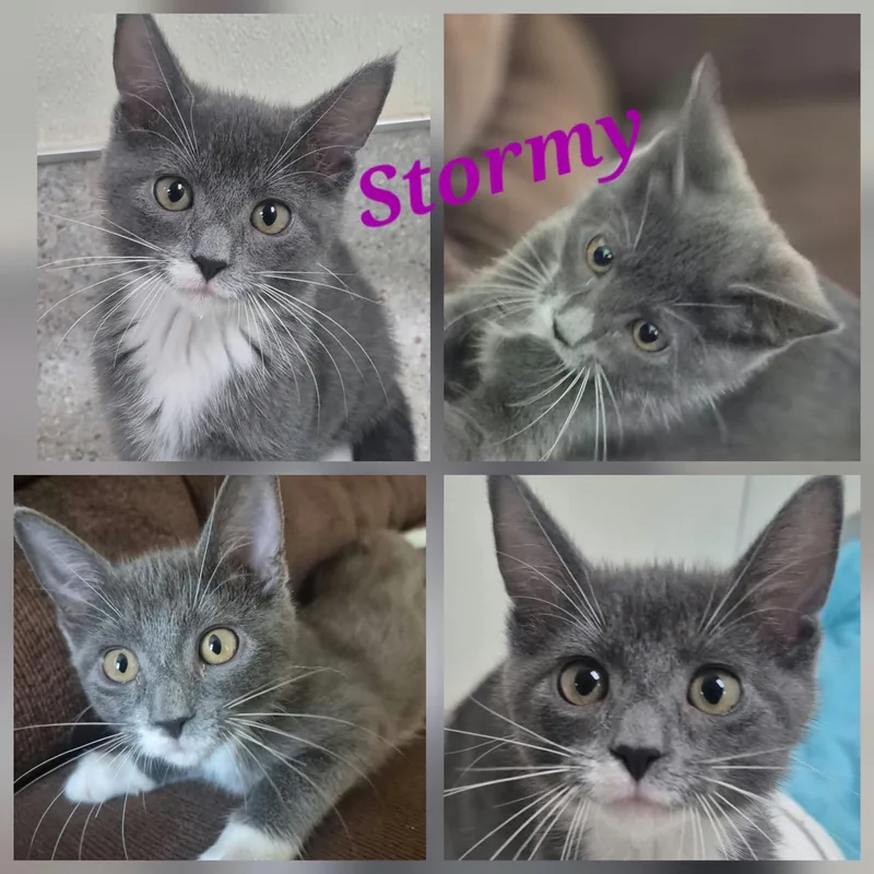 Stormy thumbnail 5