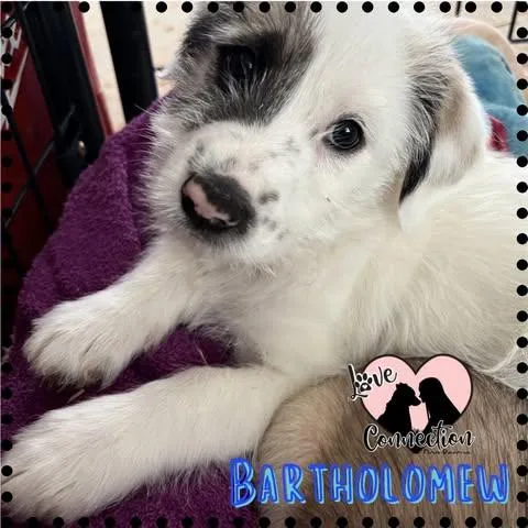 A baby medium-sized male White / Cream Shepherd dog named Bartholomew for adoption in Gilbert, AZ