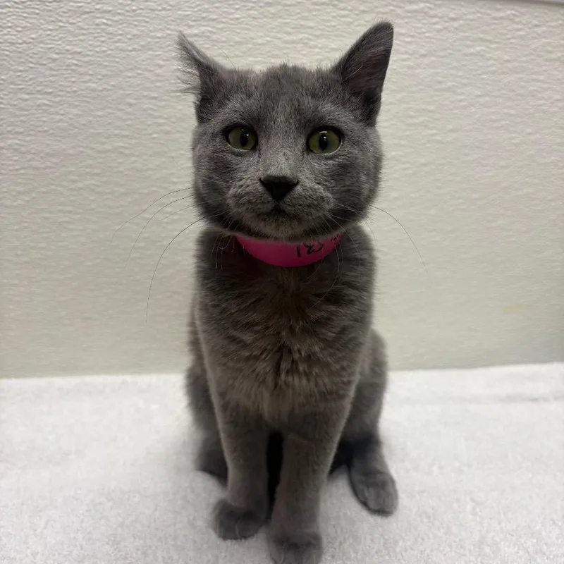 Stray Hold Pebbles