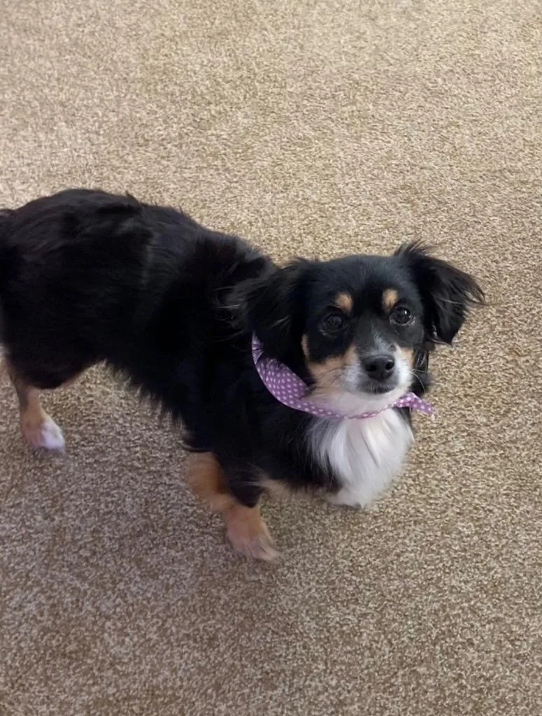 An adult medium-sized female Pomeranian dog named Sadie for adoption in Camden, TN