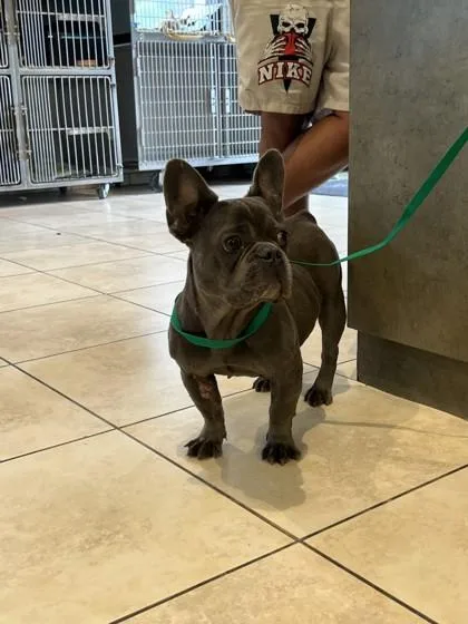 An adult small-sized female French Bulldog dog named Chani for adoption in Farmers Branch, TX