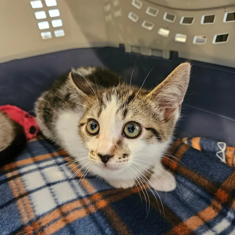 A baby small-sized female Domestic Short Hair cat named Delphia for adoption in Los Angeles, CA