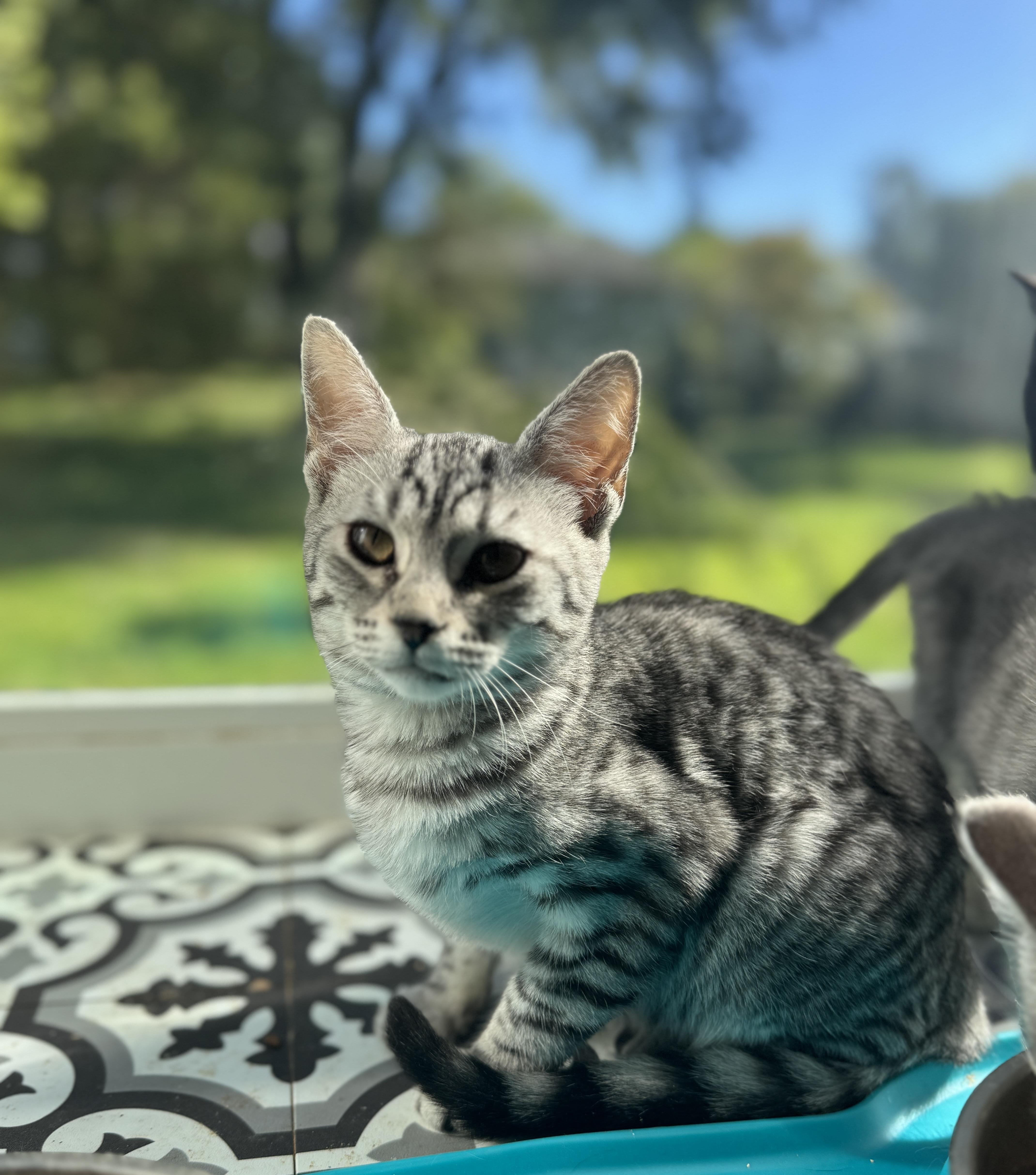 A baby medium-sized female Tabby (Gray / Blue / Silver) American Shorthair cat named Aspen for adoption in Massillon, OH