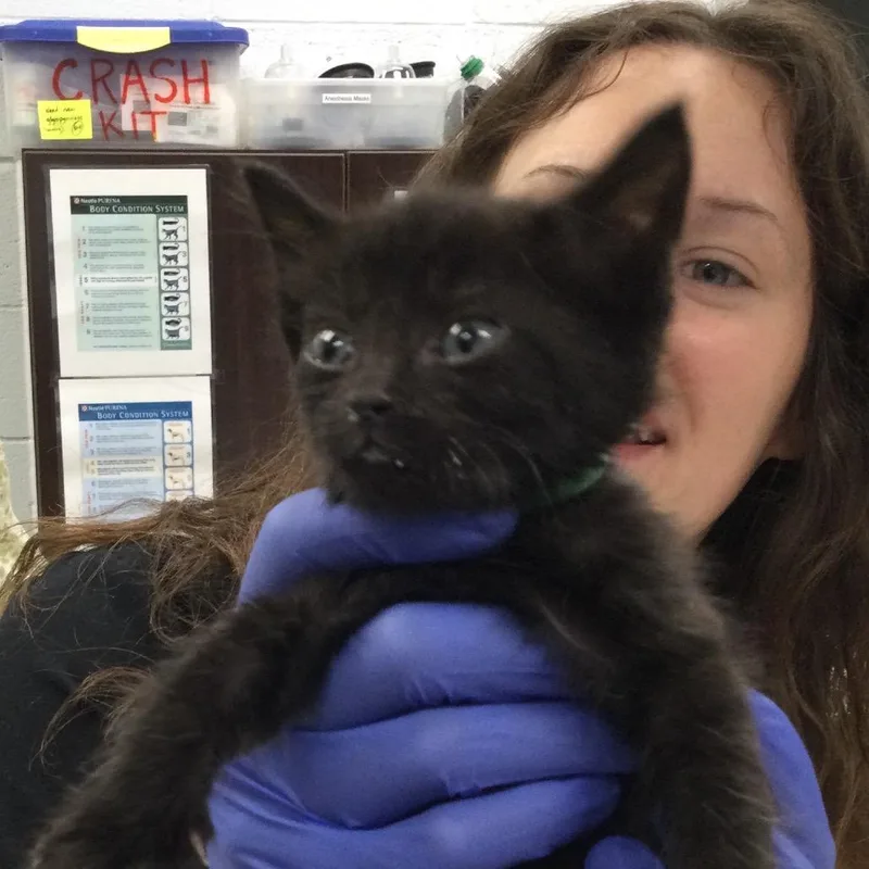 A baby small-sized female Black Domestic Short Hair cat named Squirrel for adoption in Marshall, VA