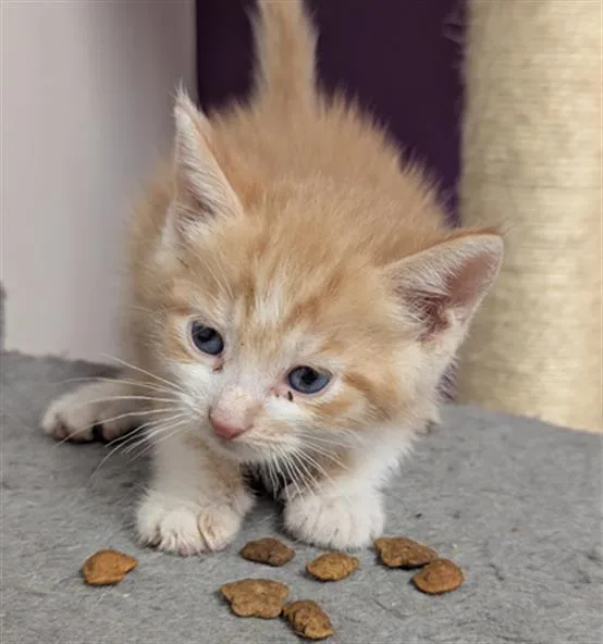 A young small-sized male Domestic Short Hair cat named Friarelli Pepper for adoption in Olivette, MO