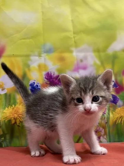 Kiki