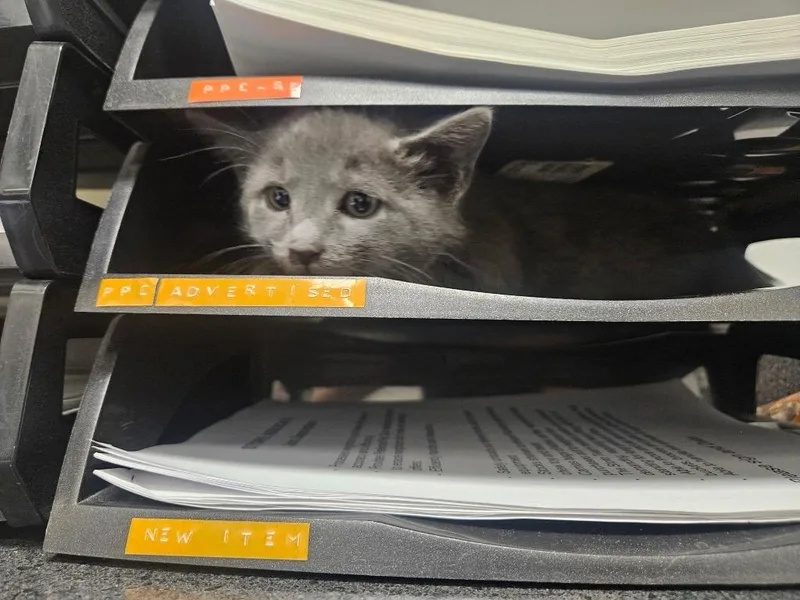 A baby medium-sized male Domestic Short Hair cat named Chewy for adoption in Tampa, FL