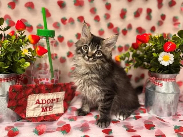 A baby small-sized male Domestic Long Hair cat named Luke for adoption in Fairfield, CA