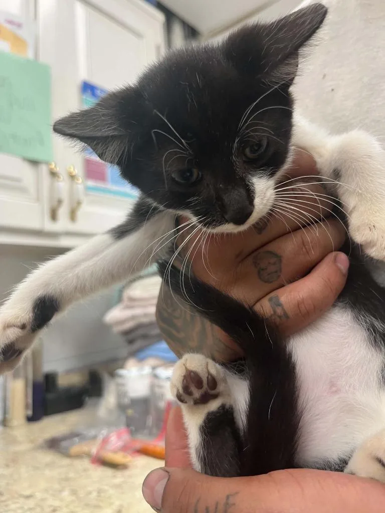 A baby small-sized male Domestic Short Hair cat named Timberland for adoption in Lavonia, GA