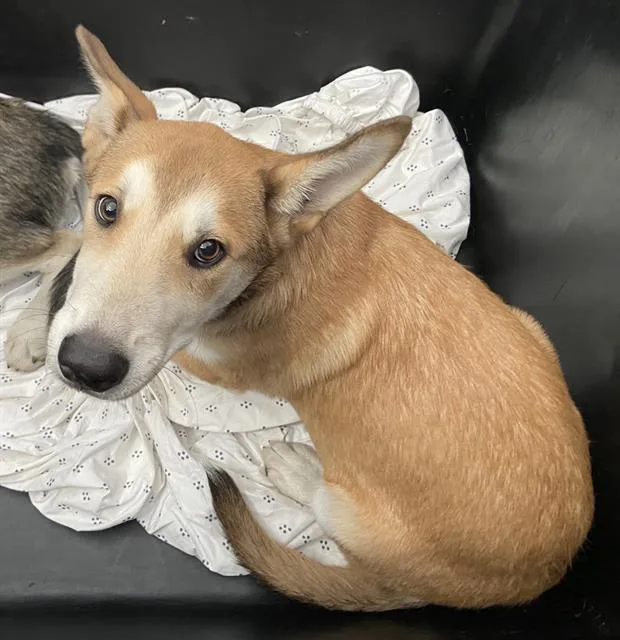 A baby large-sized male Mixed Breed dog named Felix for adoption in Dallas, TX
