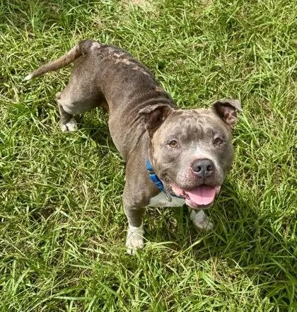 A senior medium-sized male Gray / Blue / Silver Pit Bull Terrier dog named Smokey for adoption in Inverness, FL