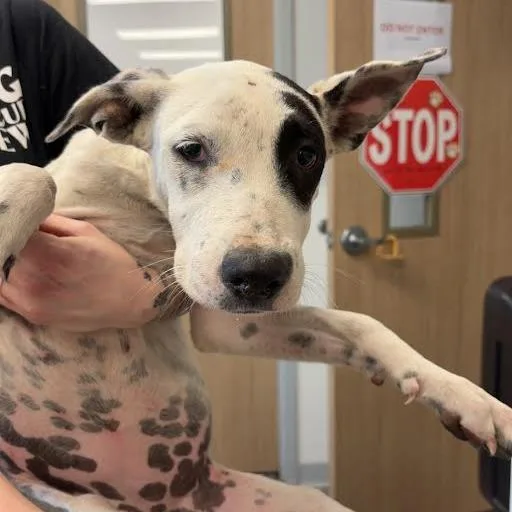 A baby small-sized female White / Cream Terrier dog named Bristol for adoption in Marshall, TX