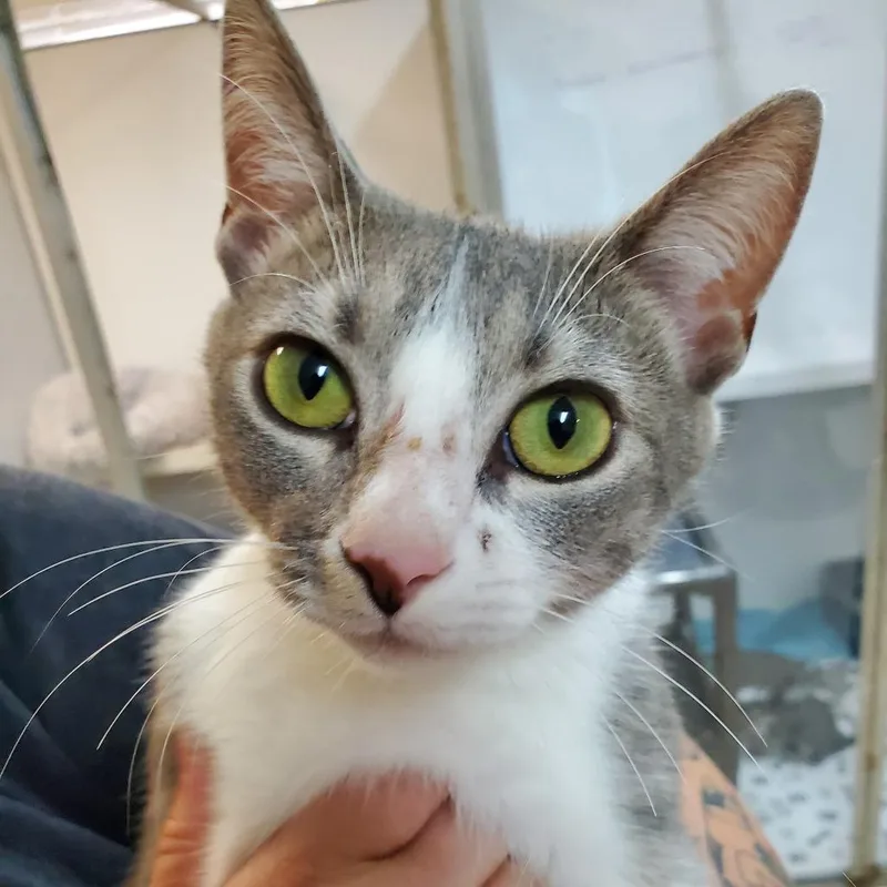 An adult medium-sized female Gray / Blue / Silver Domestic Short Hair cat named Church for adoption in Melrose, FL