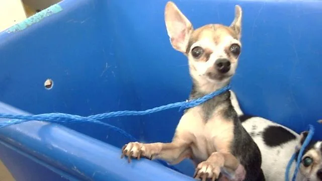 An adult small-sized female Mixed Breed dog named Sage for adoption in Dallas, TX