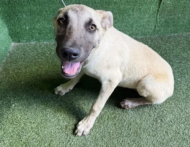 A baby medium-sized female German Shepherd Dog dog named Indy for adoption in Lancaster, CA