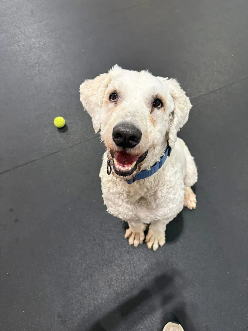 An adult large-sized male Komondor dog named Lazlo for adoption in Columbia, MO