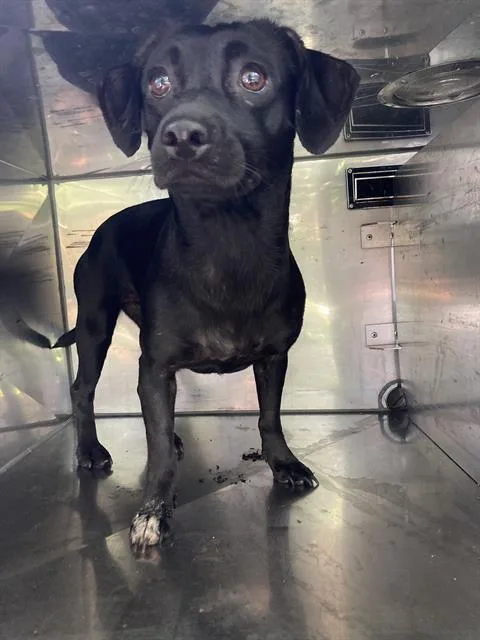 A young small-sized female Mixed Breed dog named Candy for adoption in Dallas, TX