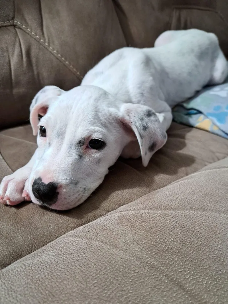 A baby large-sized male Mixed Breed dog named Oliver for adoption in Bay City, MI