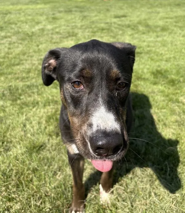 An adult medium-sized female Labrador Retriever dog named Chloe for adoption in Sioux City, IA