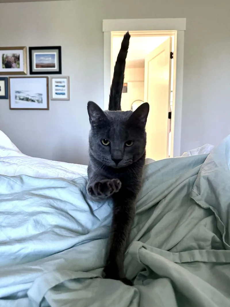 An adult medium-sized female Gray / Blue / Silver Domestic Short Hair cat named Annie for adoption in Brigham City, UT