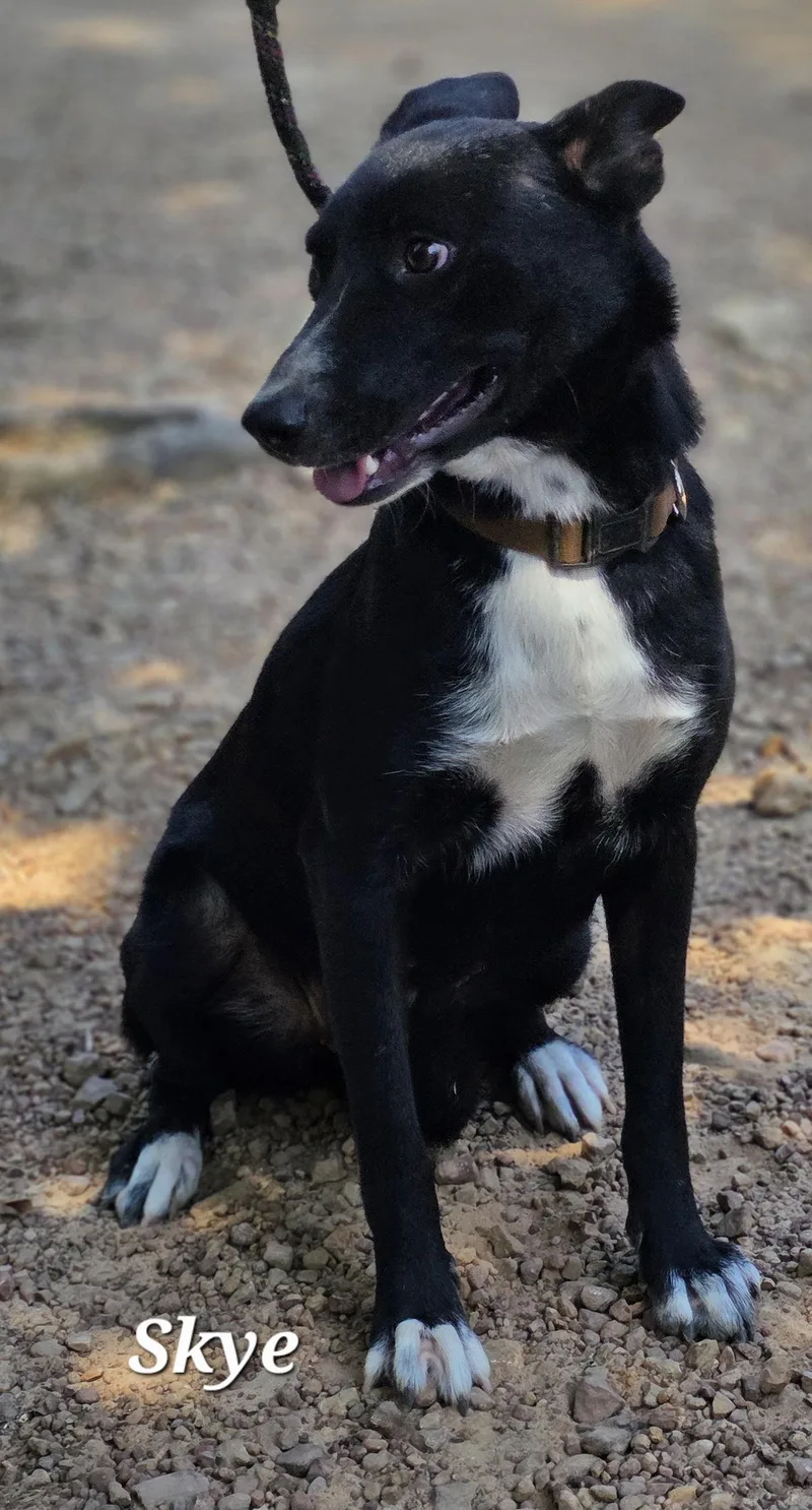 Skye thumbnail 3