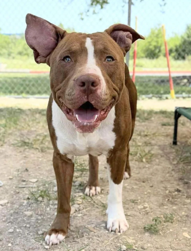 Buffalo Bill thumbnail 2