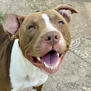 Buffalo Bill thumbnail 3