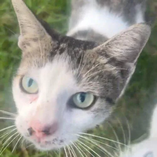 A baby medium-sized female White Domestic Short Hair cat named Annabel for adoption in Tampa, FL