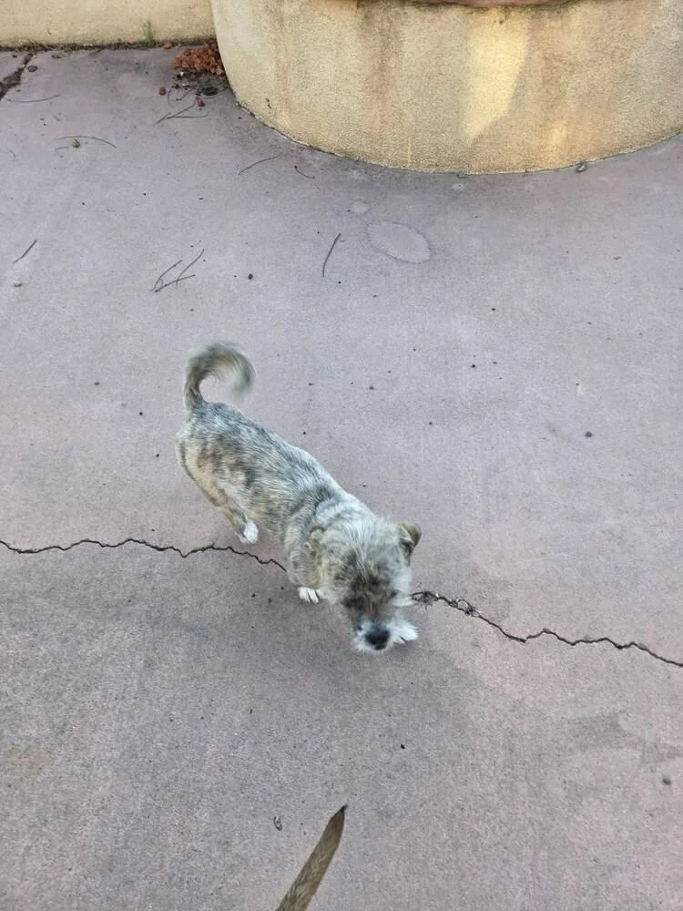 An adult small-sized female Terrier dog named Opal for adoption in Albuquerque, NM