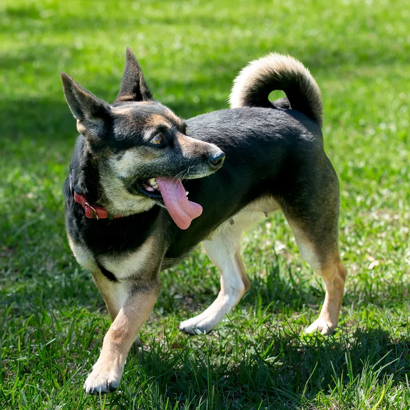 An adult medium-sized female German Shepherd Dog dog named Manya for adoption in Tomball, TX