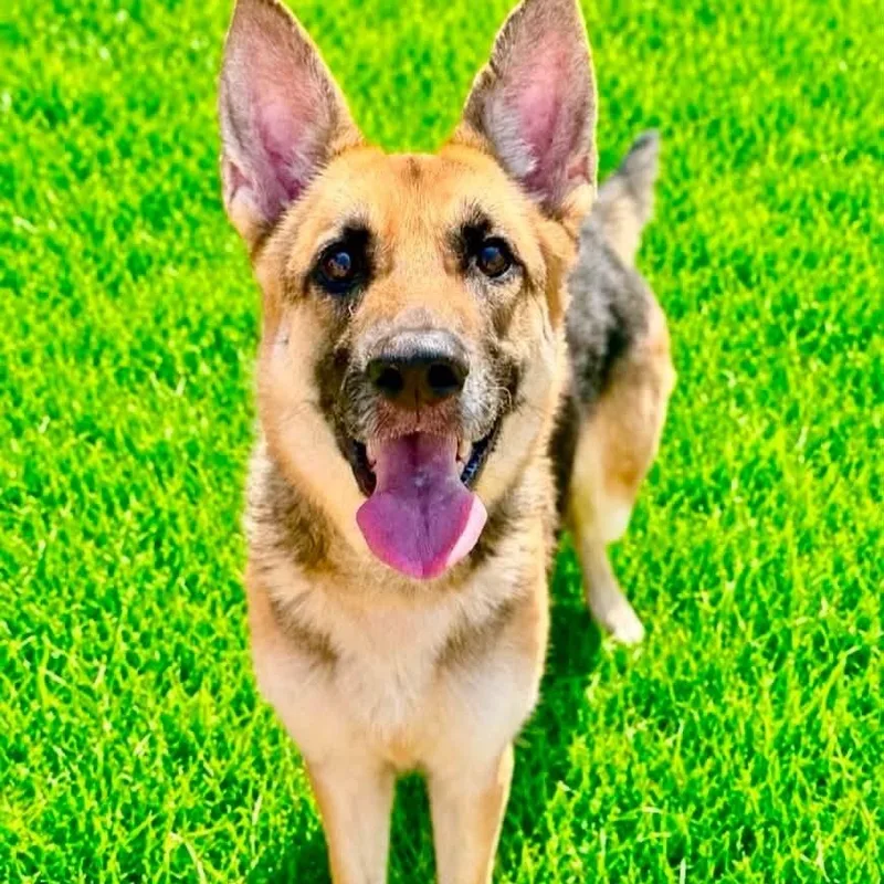 An adult medium-sized female Black German Shepherd Dog dog named Gretal for adoption in Battle Creek, MI