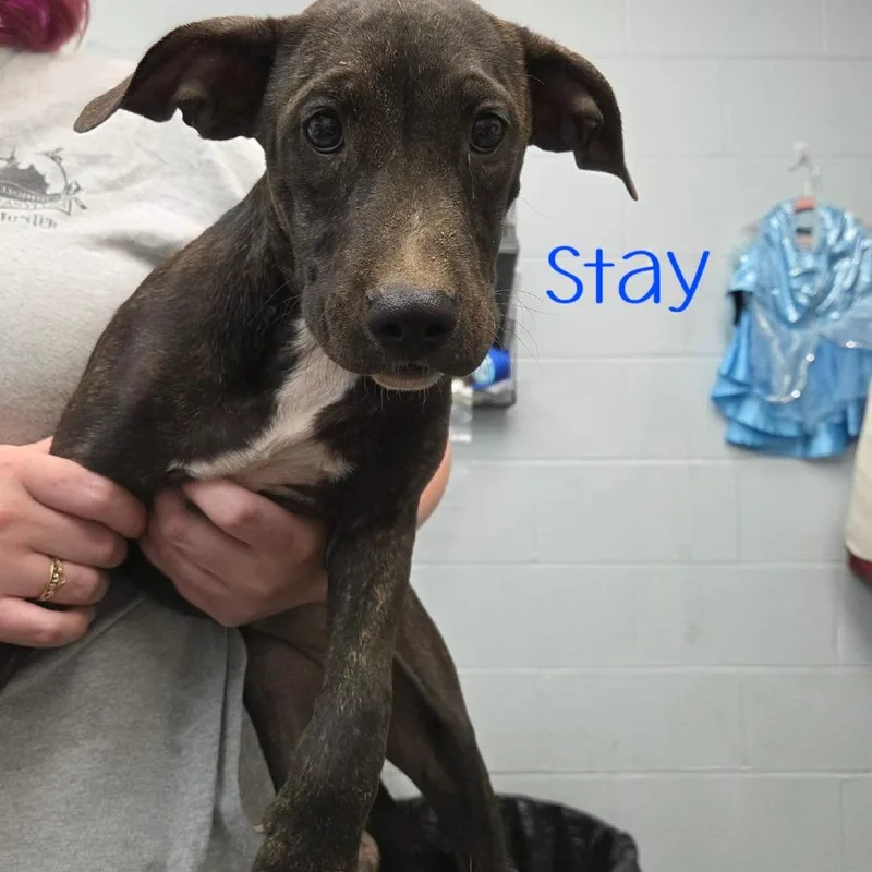 A baby small-sized female Brindle Hound dog named Stay for adoption in Waynesboro, PA