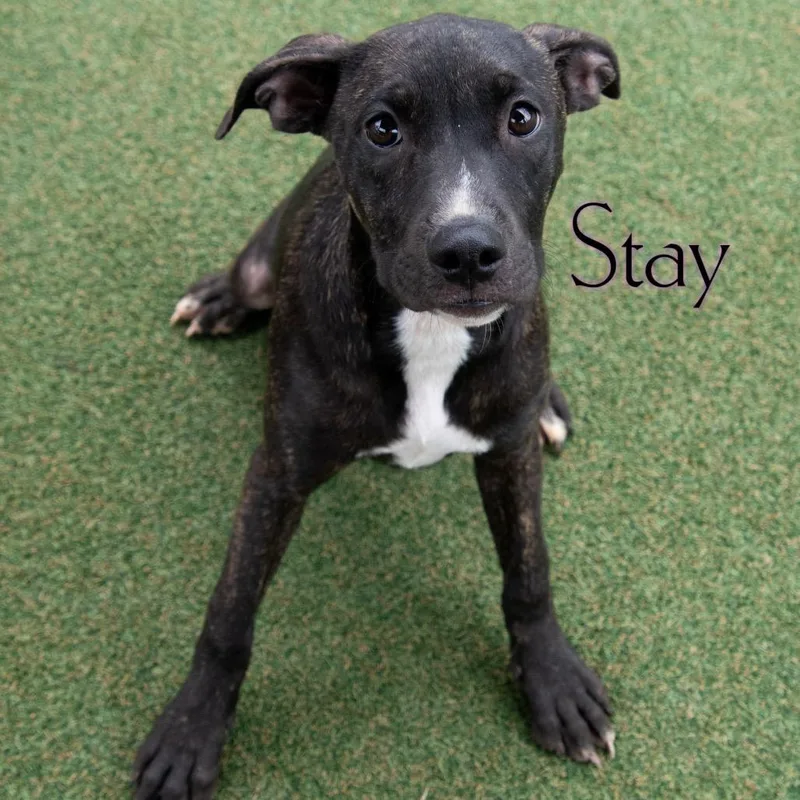Stay thumbnail 2