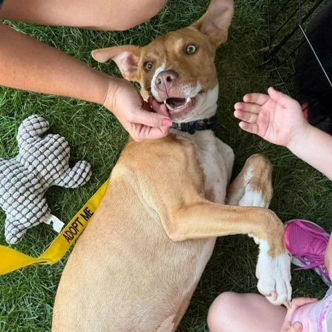 A young medium-sized male Yellow / Tan / Blond / Fawn Hound dog named Lion for adoption in Bethlehem, PA