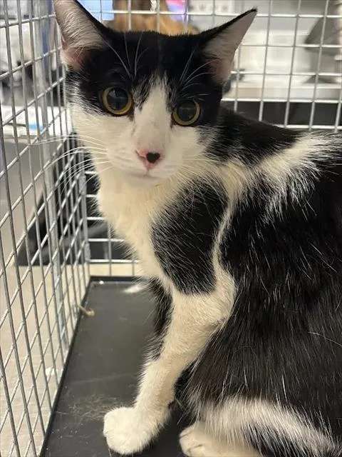 A young large-sized female Domestic Short Hair cat named Callie for adoption in Las Vegas, NV