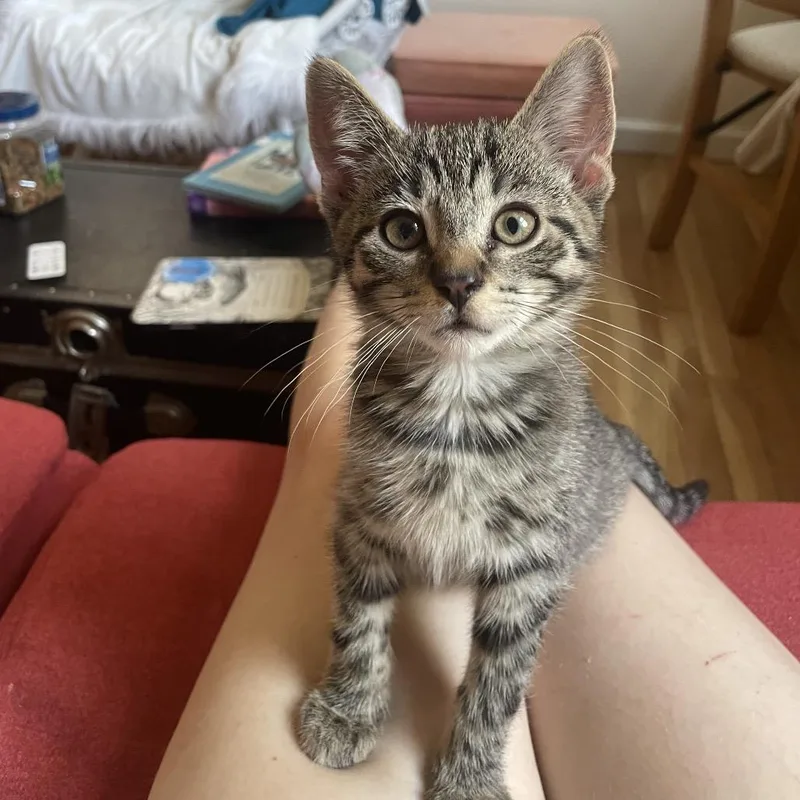A baby medium-sized male Brown / Chocolate Domestic Short Hair cat named Tofu for adoption in Middle Village, NY