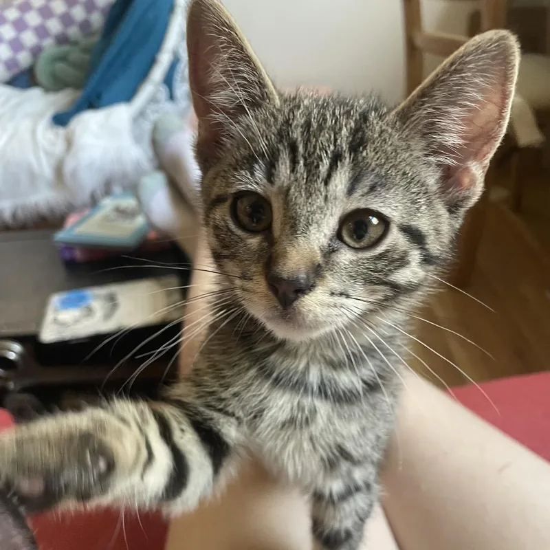 Tofu thumbnail 2
