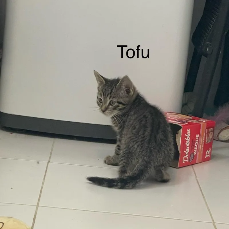 Tofu thumbnail 4