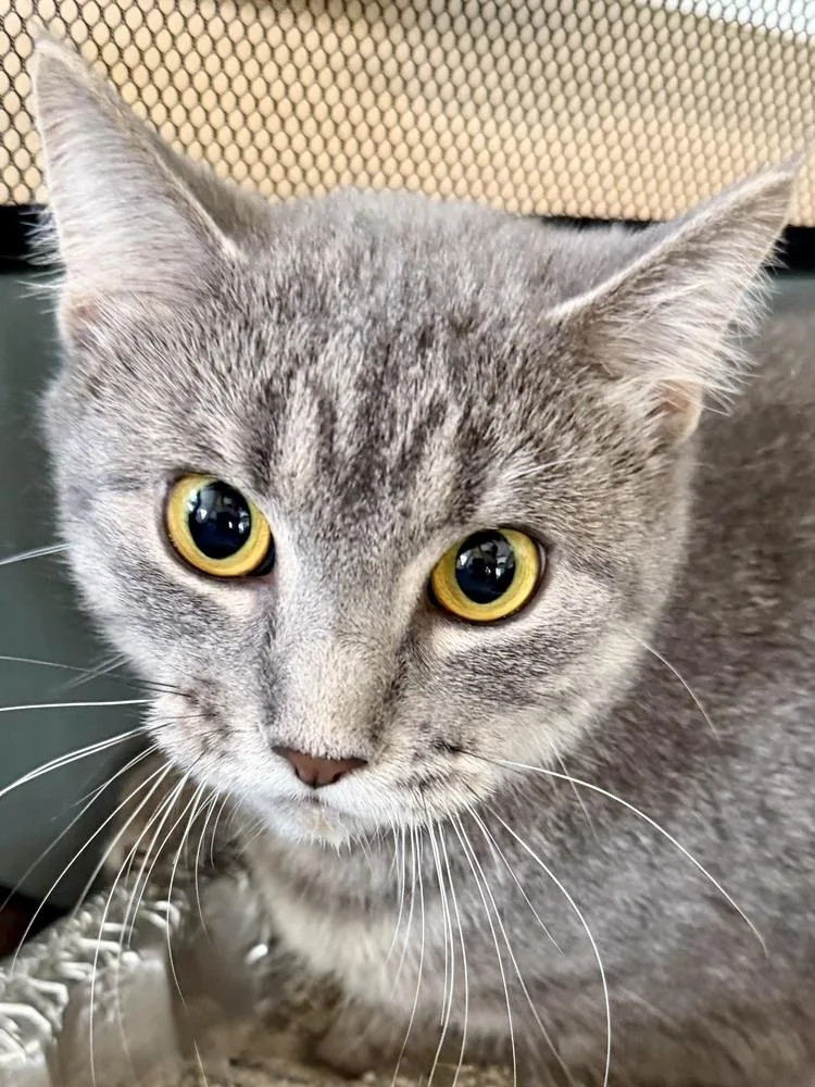 A young medium-sized female Gray / Blue / Silver Domestic Short Hair cat named Noodle for adoption in Chicago, IL