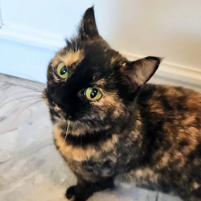 An adult medium-sized female Tortoiseshell Domestic Short Hair cat named Tia for adoption in Brighton, MO