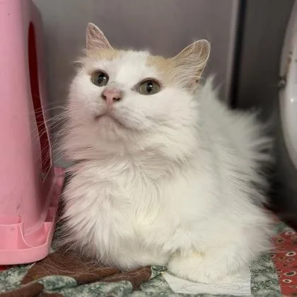 An adult small-sized female Domestic Short Hair cat named Cee Cee for adoption in Janesville, WI