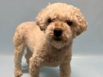 An adult small-sized male Maltese dog named Zylo for adoption in Golden Valley, MN