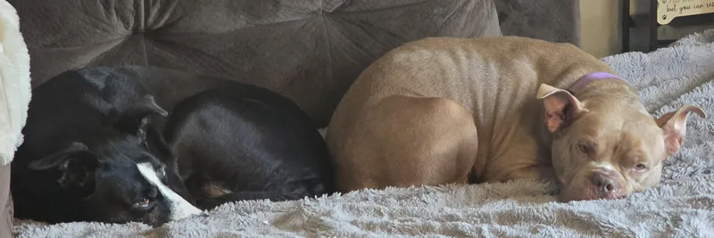 An adult medium-sized female American Bulldog dog named Sammey for adoption in Palatine, IL