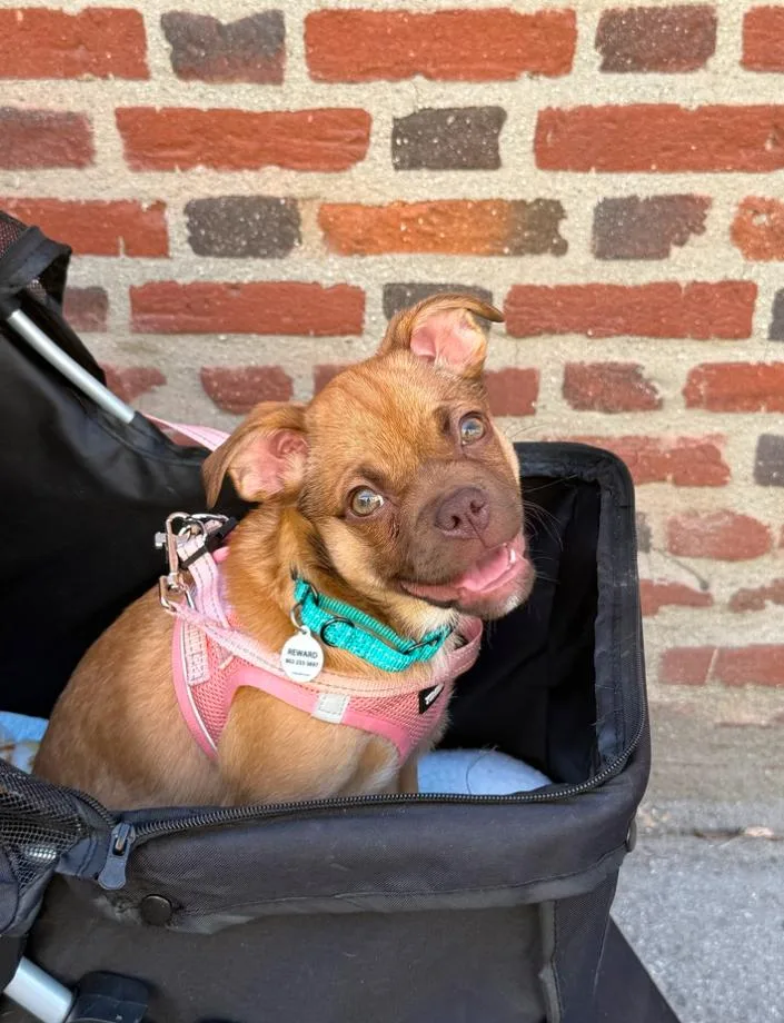 A baby small-sized female Pug dog named Lucy for adoption in Los Angeles, CA