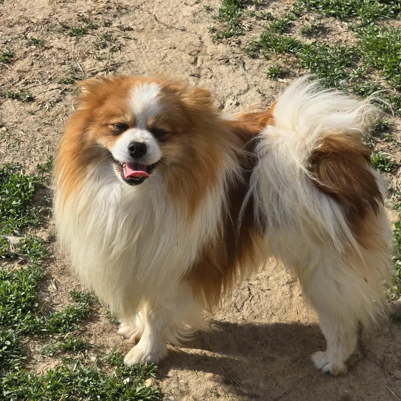 An adult small-sized male Red / Chestnut / Orange Pomeranian dog named Mateo for adoption in Zaleski, OH