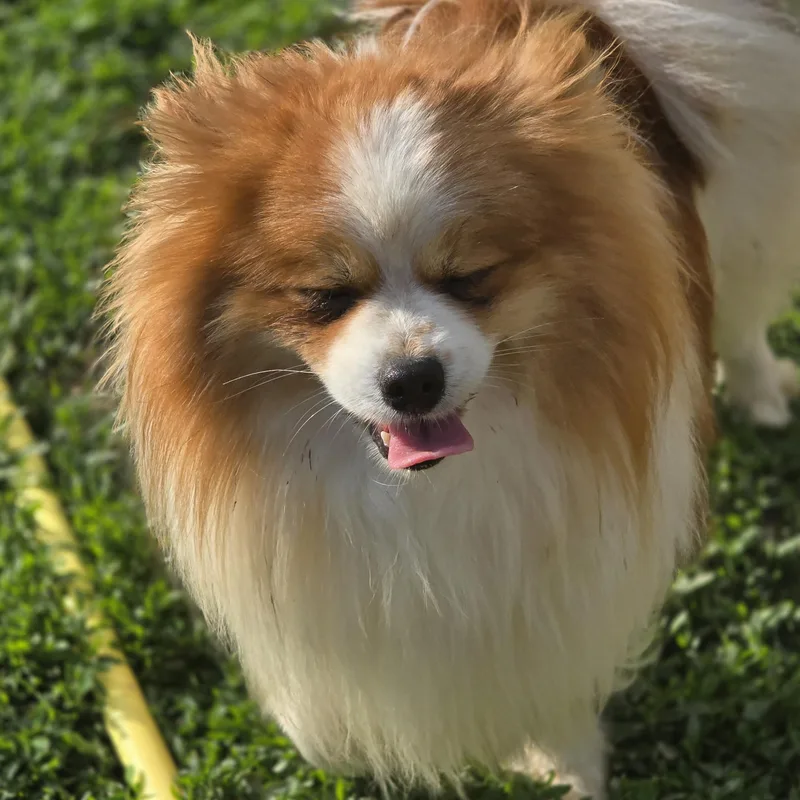 Mateo thumbnail 2