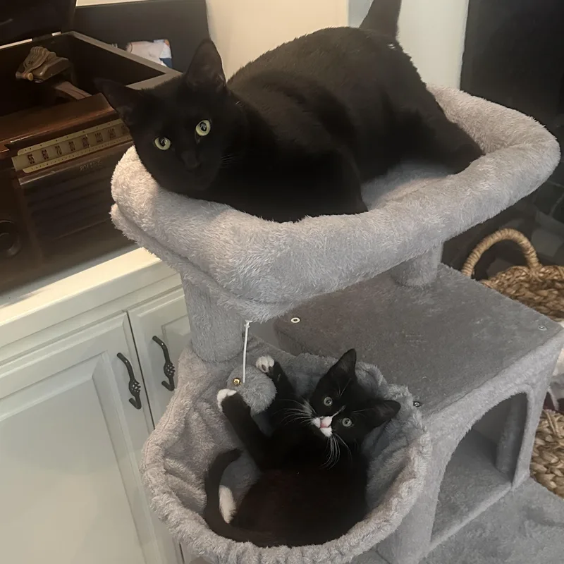 A baby medium-sized male Black & White / Tuxedo Tuxedo cat named Sylvester for adoption in Sacramento, CA