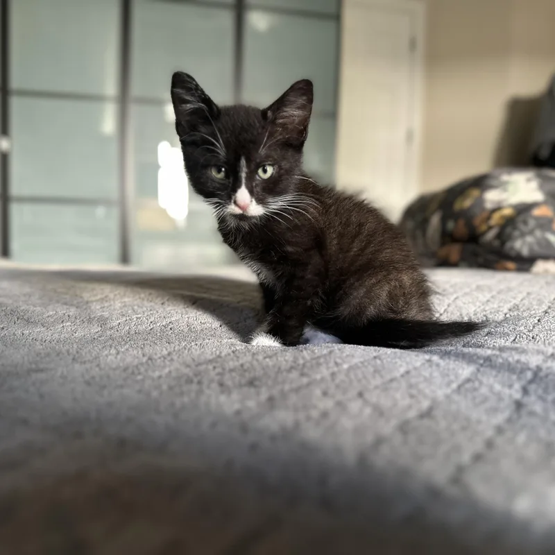 Sylvester thumbnail 2