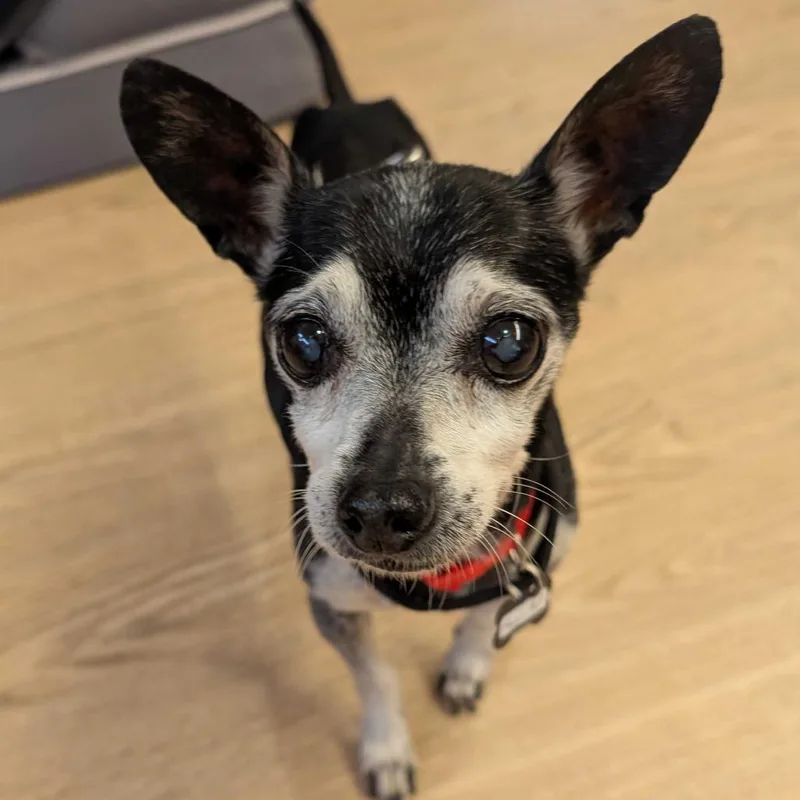 A senior small-sized male Black Chihuahua dog named Magic Mint for adoption in San Francisco, CA